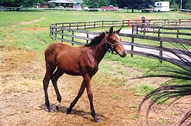 [photo, Colt at Horse farm, Davidsonville, Maryland]